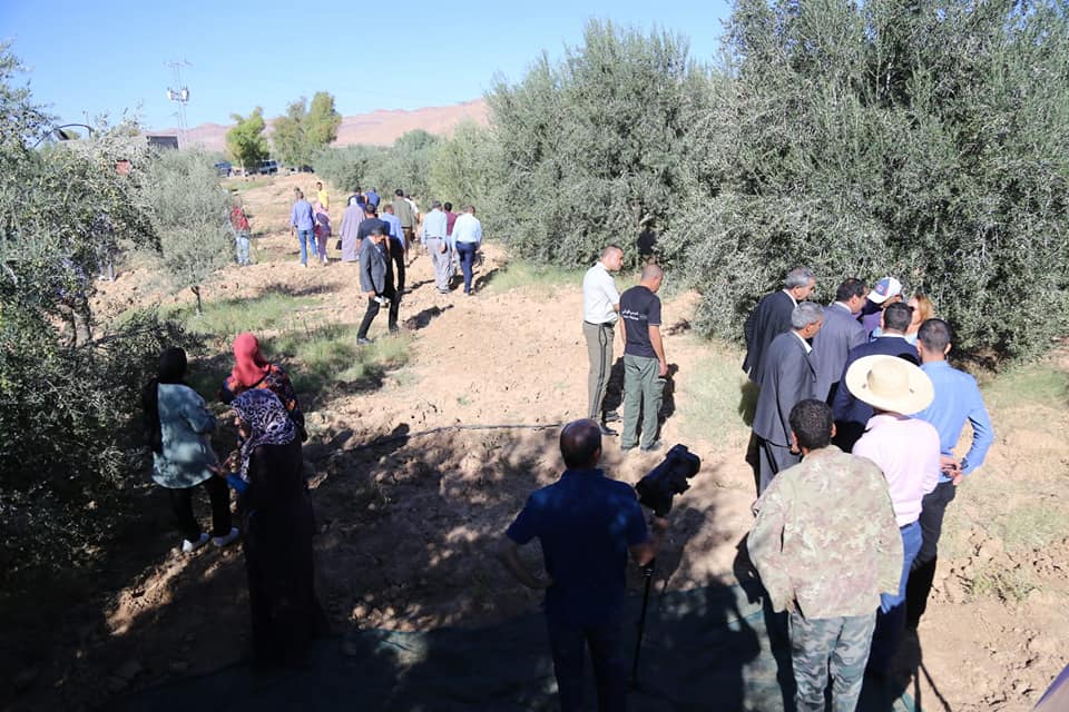 قفصة : توقعات ببلوغ  صابة الزيتون لهذا الموسم 11 الف طن